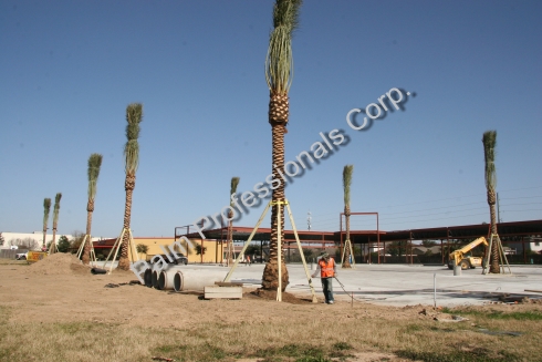 Medjool Date Palms Wholesale In Texas