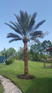 Buying Phoenix Dactylifera Medjool Date Palm Tree