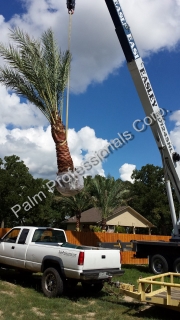 Residential Medjool Date Palm Trees Installed In North Texas - North Houston